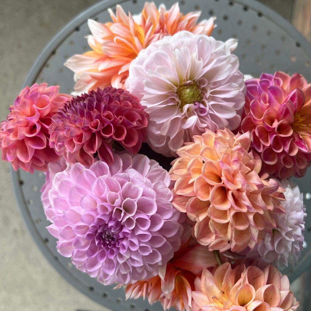 Flower Power Hour 2