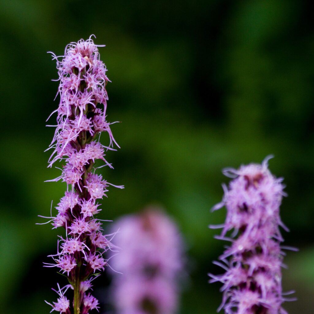 Blazingstar Native Wildscaping from Laura's yard