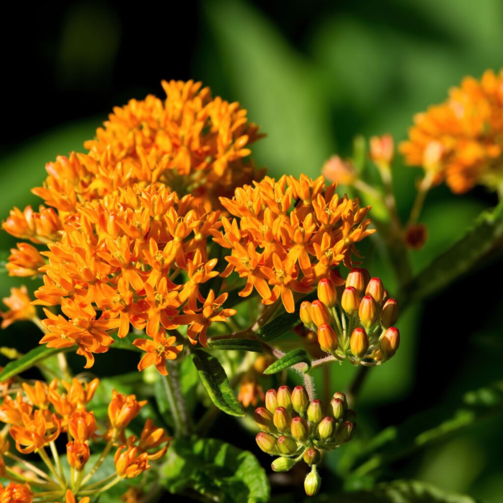 Butterfly Weed Native Wildscaping from Laura's yard