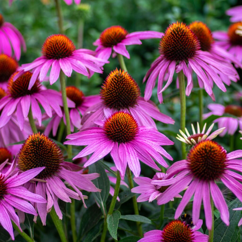Echinacea Native Wildscaping from Laura's yard