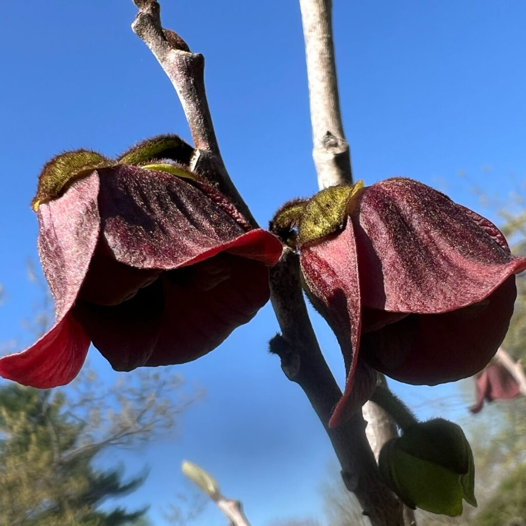 Pawpaw Native Wildscaping from Laura's yard