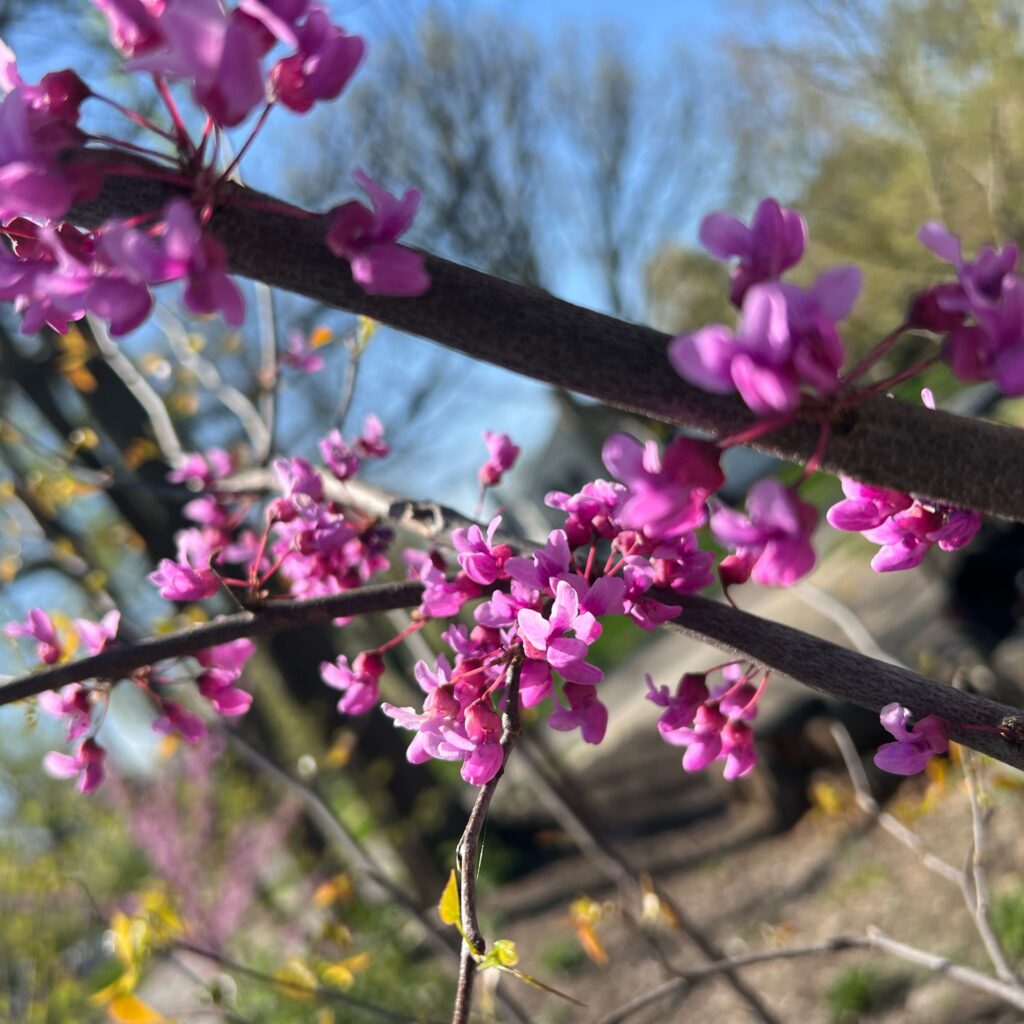 Redbud Native Wildscaping, Eastern redbud up close from Laura's yard