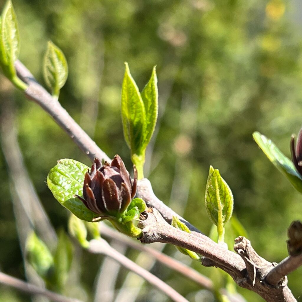 Spicebush Native Wildscaping from Laura's yard