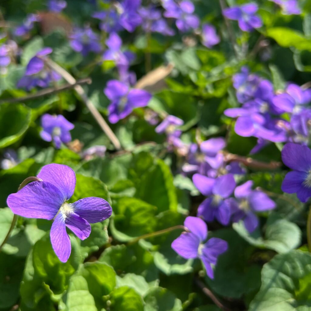 Violets Native Wildscaping from Laura's yard